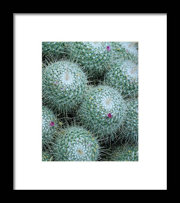Mammalaria Compressa Framed Print featuring the photograph Mammillaria Geminispina Cactus by Andrew Cowin/science Photo Library