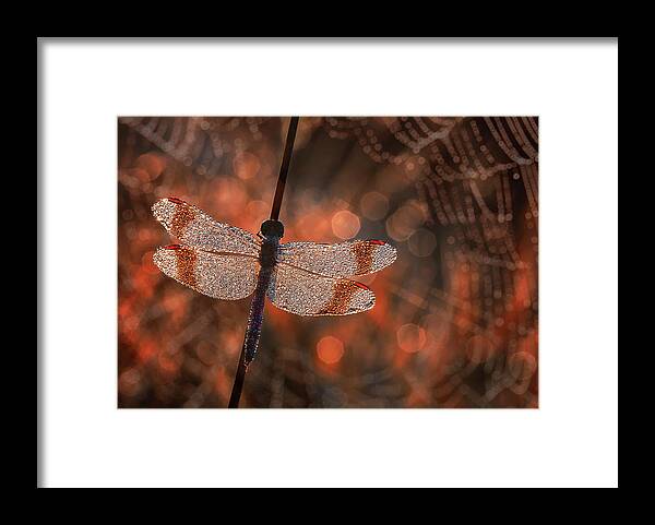 Dragonfly Framed Print featuring the photograph Man In Red by Anton Van Dongen