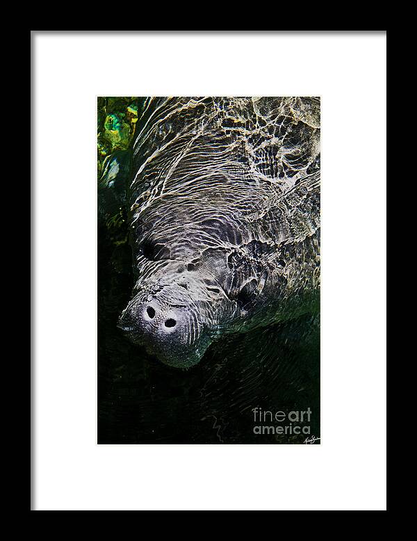 Manatee Framed Print featuring the photograph Manatee 01 by Melissa Fae Sherbon