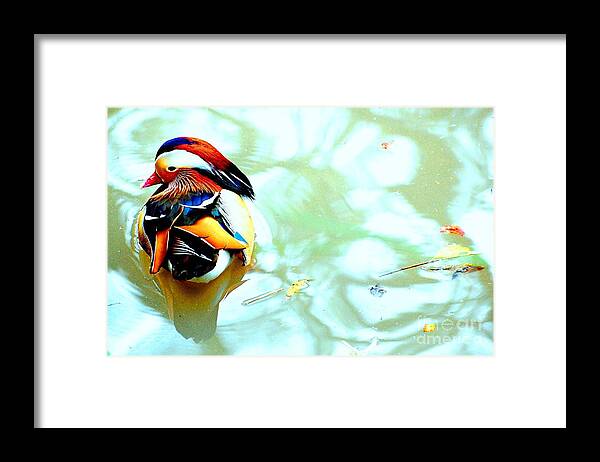 Mandarin Framed Print featuring the photograph Mandarin Duck Resting II by C Lythgo