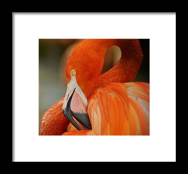 Flamingo Framed Print featuring the photograph Mango Curves 2 by Fraida Gutovich