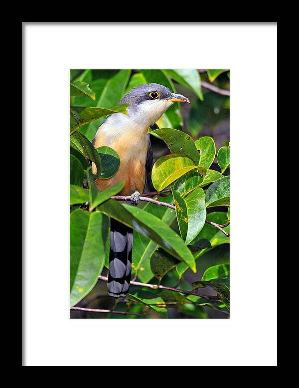 Birds Of Puerto Rico Framed Print featuring the photograph Mangrove Cuckoo by Alan Lenk