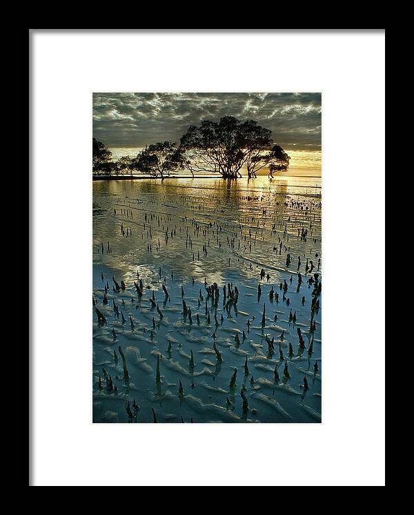 2010 Framed Print featuring the photograph Mangroves by Robert Charity