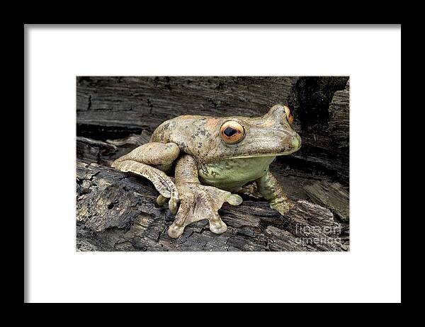 Map Treefrog Framed Print featuring the photograph Map Treefrog by Natures Images