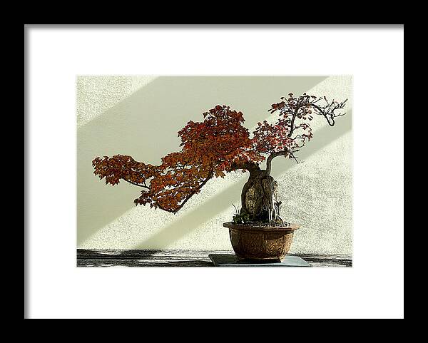Bonsai Framed Print featuring the photograph Maple Bonsai by Pat Exum