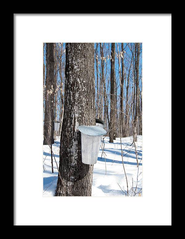 Maple Syrup Framed Print featuring the photograph Maple Forest by Cheryl Baxter