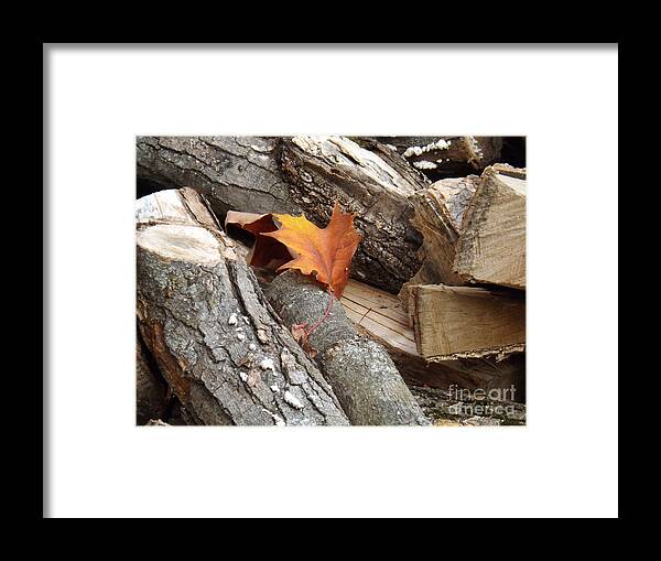 Leaf Framed Print featuring the photograph Maple Leaf in wood pile by Brenda Brown