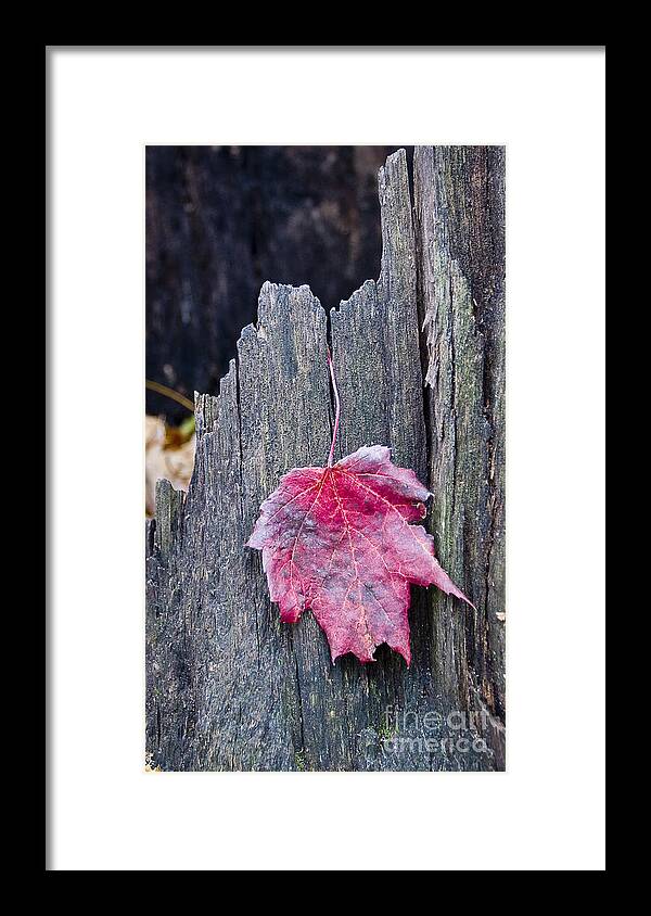 Arboretum Framed Print featuring the photograph Maple Leaf - UW Arboretum - Madison by Steven Ralser