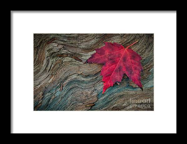 Maple Framed Print featuring the photograph Maple leaf still life by Pat Lucas