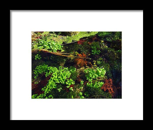 Maple Leaves Framed Print featuring the photograph Maple Leaves and Watercress by Robin Street-Morris