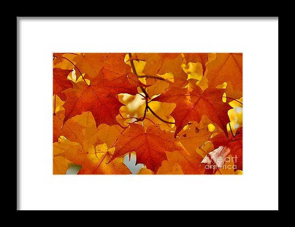 Fall Color Framed Print featuring the photograph Maple Leaves by Andrea Kollo