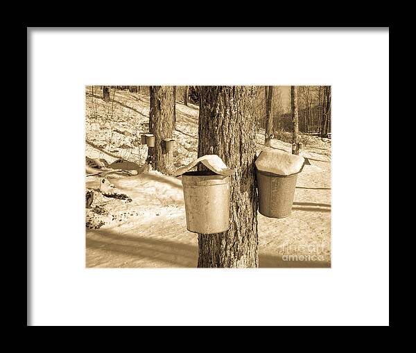 Vermont Framed Print featuring the photograph Maple Sap Buckets by Edward Fielding