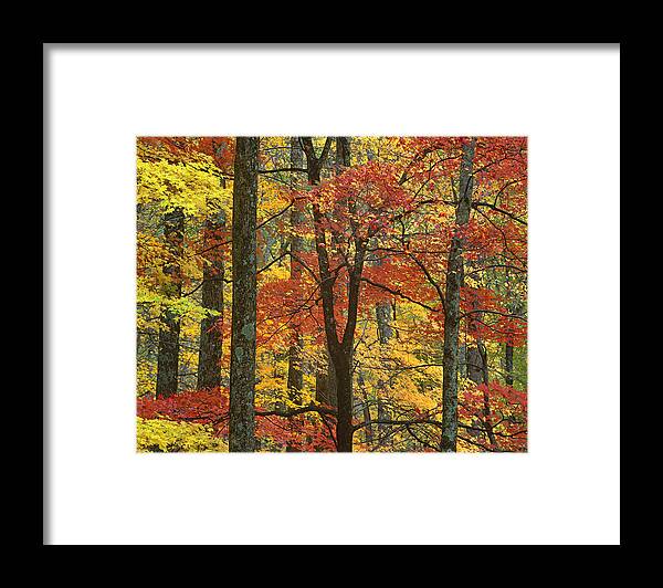 00175842 Framed Print featuring the photograph Maple Trees In Autumn Smoky Mts by Tim Fitzharris