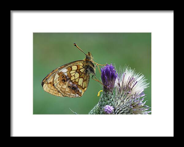 Feb0514 Framed Print featuring the photograph Marbled Fritillary On Thistle Swiss Alps by Thomas Marent