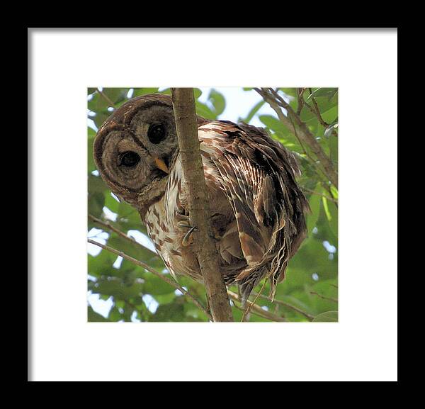 Hoot Owl Framed Print featuring the photograph Marcus' backyard Hooter by AnnaJo Vahle