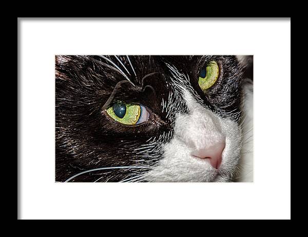 Cats Framed Print featuring the photograph Marcus by Winnie Chrzanowski