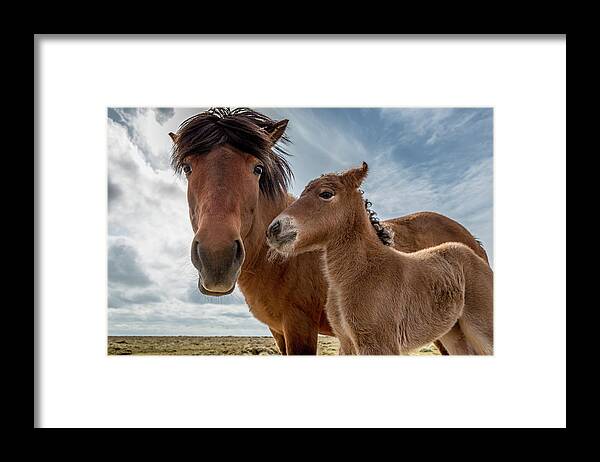 Horse Framed Print featuring the photograph Mare And Foal by Arctic-images