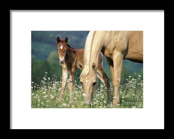 Horse Framed Print featuring the photograph Mare And Foal In Meadow by Rolf Kopfle