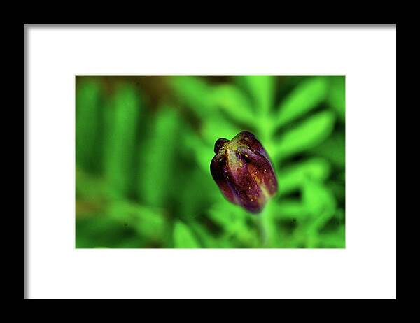 Botany Framed Print featuring the photograph Marigold Bud by Scott Carlton