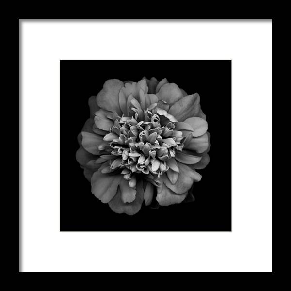 Marigold Framed Print featuring the photograph Marigold by Gary Regulski