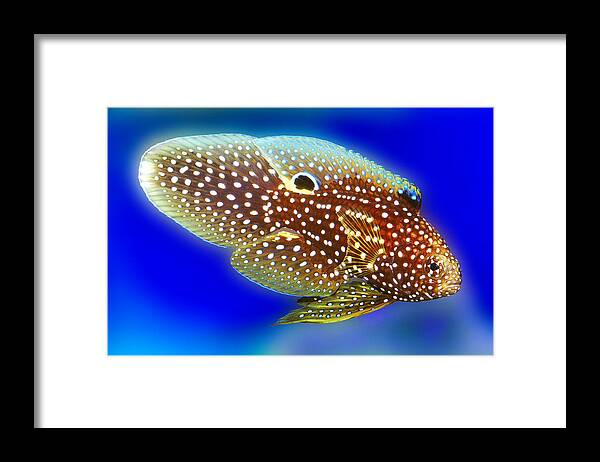 Marine Betta Grouper Framed Print featuring the digital art Marine Beta Fish Calloplesiops altivelis by Wernher Krutein