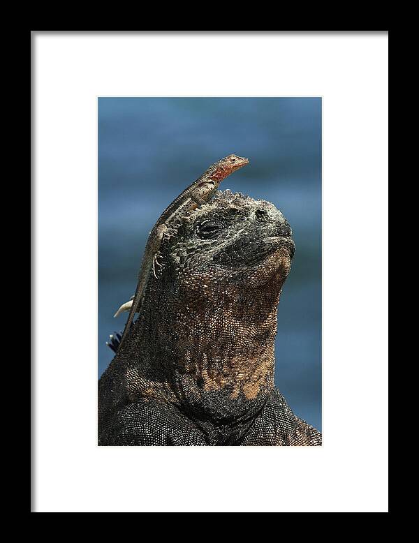 00452152 Framed Print featuring the photograph Marine Iguana and Lava Lizard by Pete Oxford