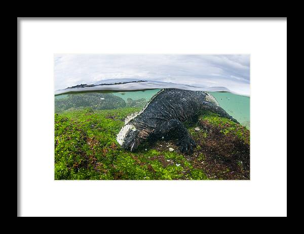 536806 Framed Print featuring the photograph Marine Iguana Eating Algae Galapagos by Tui De Roy