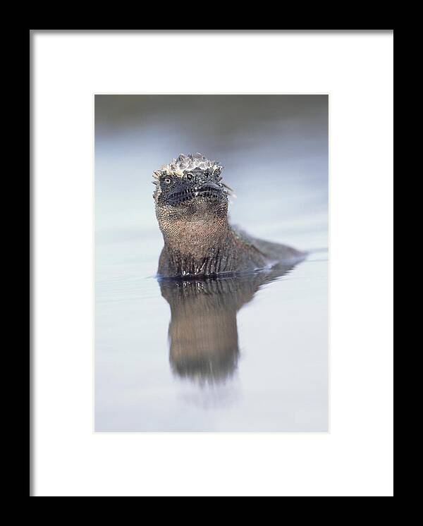 Feb0514 Framed Print featuring the photograph Marine Iguana In Tidal Shallows by Tui De Roy