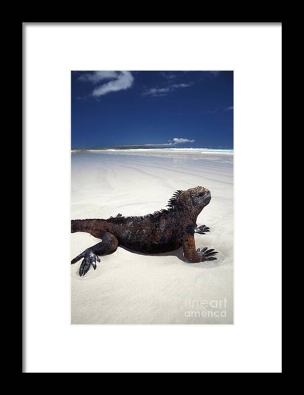 Galapagos Marine Iguana Framed Print featuring the photograph Marine Iguana by Mark Newman