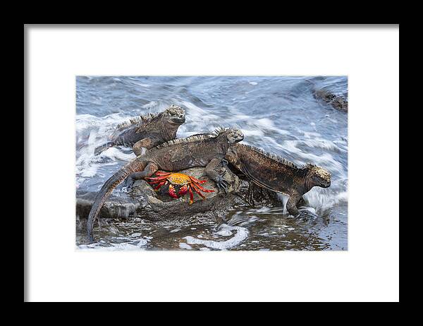 Tui De Roy Framed Print featuring the photograph Marine Iguana Trio And Sally Lightfoot by Tui De Roy