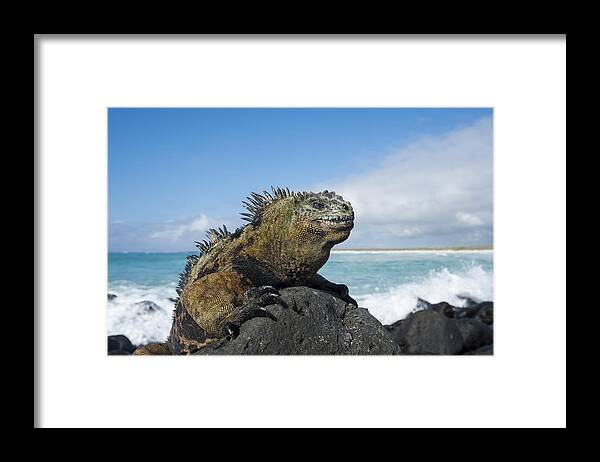 Tui De Roy Framed Print featuring the photograph Marine Iguana Turtle Bay Santa Cruz by Tui De Roy