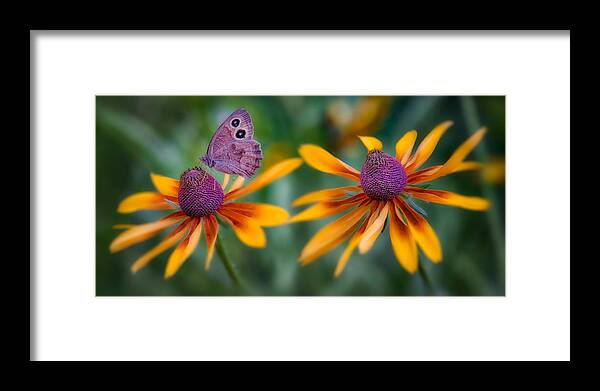  Framed Print featuring the photograph Mariposa Dos Flores by Bill Johnson