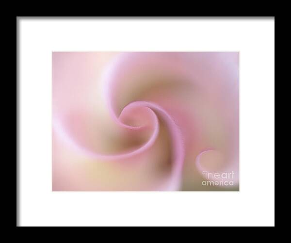 Flower Framed Print featuring the photograph Mariposa Dream by Alice Cahill