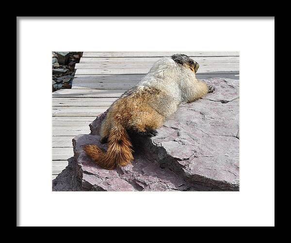 Marmot Framed Print featuring the photograph Marmot Morning by Jim Hogg