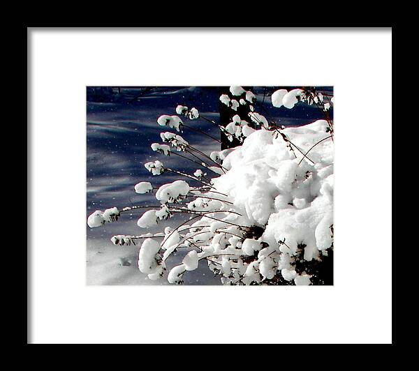 Marshmallow Framed Print featuring the photograph Marshmallow Sprouts by Pamela Hyde Wilson
