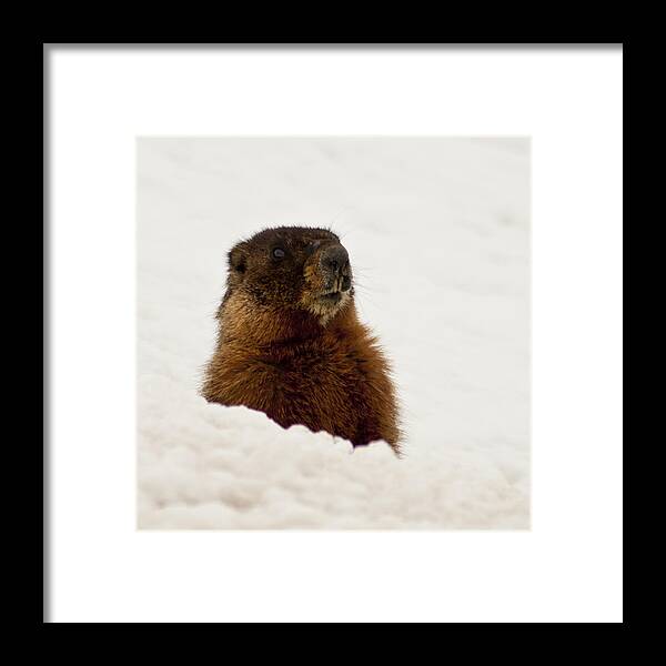 Yellow Bellied Marmot Framed Print featuring the photograph Marty the Marmot by Daniel Hebard
