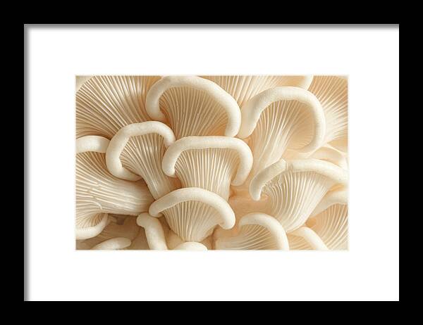 Mushrooms Framed Print featuring the photograph Marvelling the Mushroom - II by Marilyn Cornwell