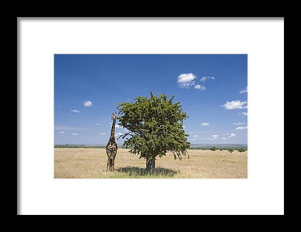 Flpa Framed Print featuring the photograph Masai Giraffe Beside Tree Masai Mara by Elliott Neep