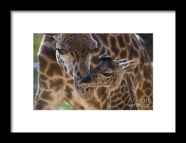San Diego Zoo Framed Print featuring the photograph Masai Giraffe And Calf by San Diego Zoo