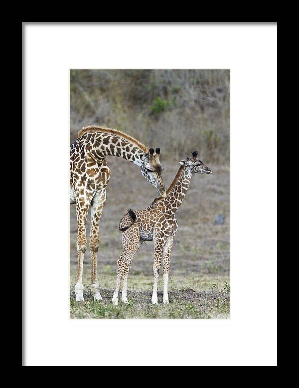 Feb0514 Framed Print featuring the photograph Masai Giraffe Mother Cleaning Calf by Konrad Wothe