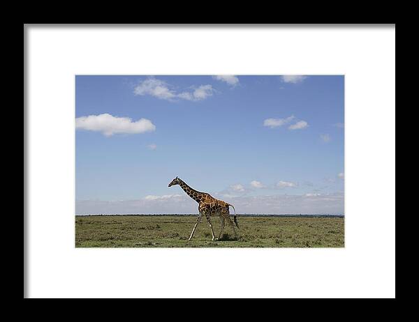 Hiroya Minakuchi Framed Print featuring the photograph Masai Giraffe On Savanna Masai Mara by Hiroya Minakuchi