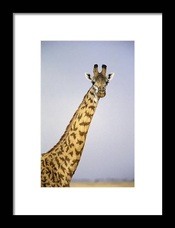 Feb0514 Framed Print featuring the photograph Masai Giraffe Portrait Masai Mara Kenya by Gerry Ellis