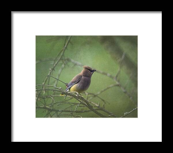 Cedar Waxwing Framed Print featuring the photograph Masked Beauty by Sue Capuano