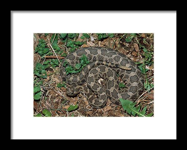 Animal Framed Print featuring the photograph Massasauga Rattlesnake by Karl H. Switak