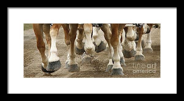 Belgian Horses Framed Print featuring the photograph Match 'em Up by Carol Lynn Coronios