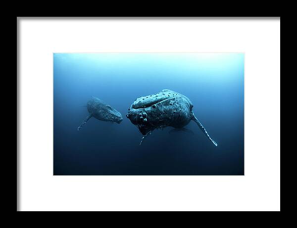 Underwater Framed Print featuring the photograph Mature Female And Young Male Escort by Rodrigo Friscione