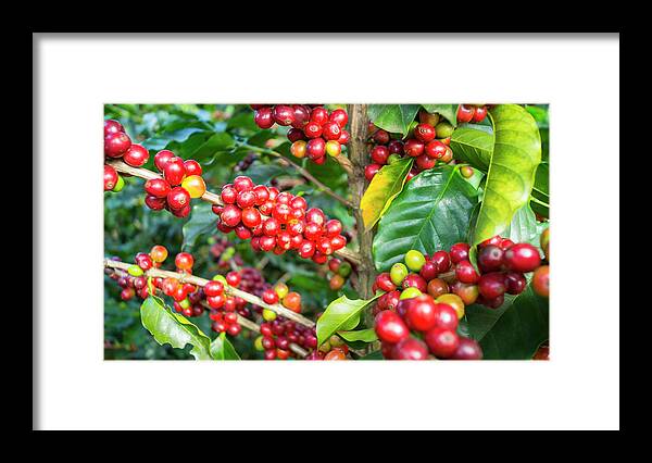 Social Issues Framed Print featuring the photograph Maturing Arabica Coffee Beans On by Kryssia Campos