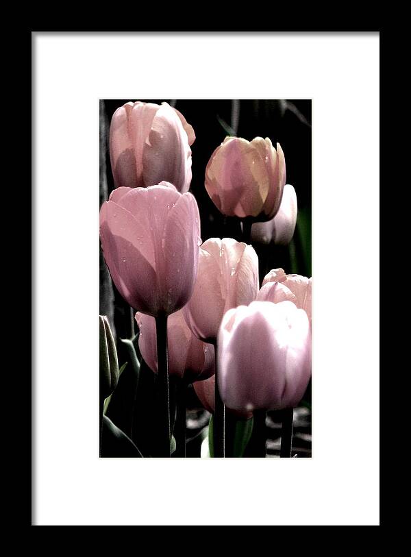 Pink Tulips Framed Print featuring the photograph Mauve In The Morning by Angela Davies
