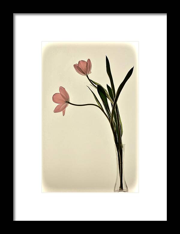 Flower Framed Print featuring the photograph Mauve Tulips in Glass Vase by Phyllis Meinke