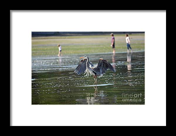 Heron Framed Print featuring the photograph May Day Waders by Gayle Swigart